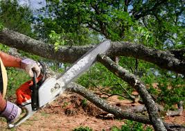Best Tree Risk Assessment  in North Potomac, MD