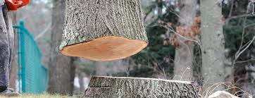 Best Storm Damage Tree Cleanup  in North Potomac, MD