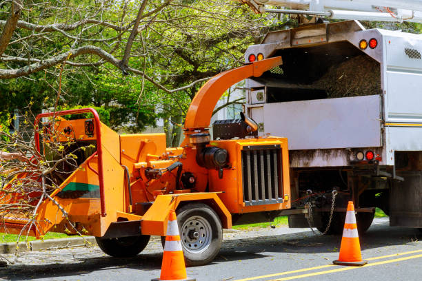 Best Tree Maintenance Programs  in North Potomac, MD