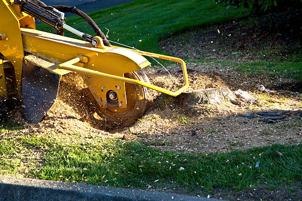 Best Artificial Turf Installation  in North Potomac, MD