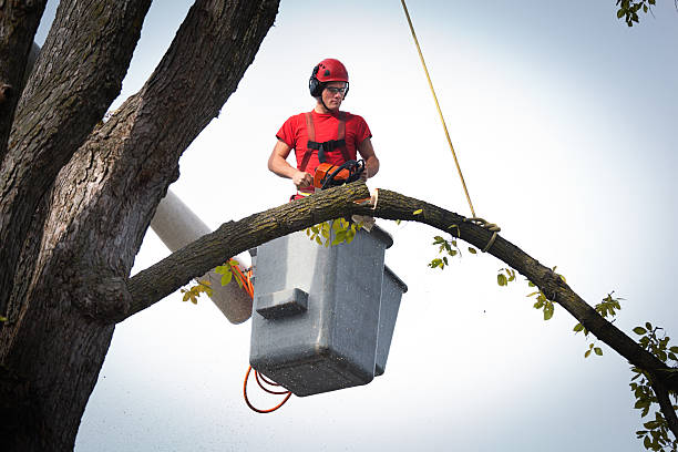 North Potomac, MD Tree Removal Company