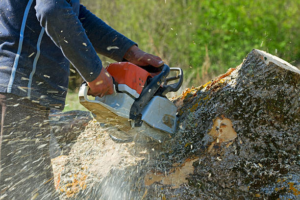 Best Tree Health Inspection  in North Potomac, MD