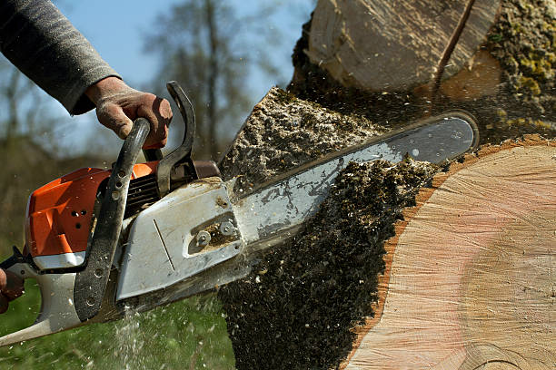 Best Hazardous Tree Removal  in North Potomac, MD